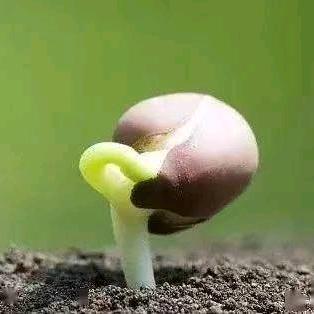 金牌农技 种苗基地