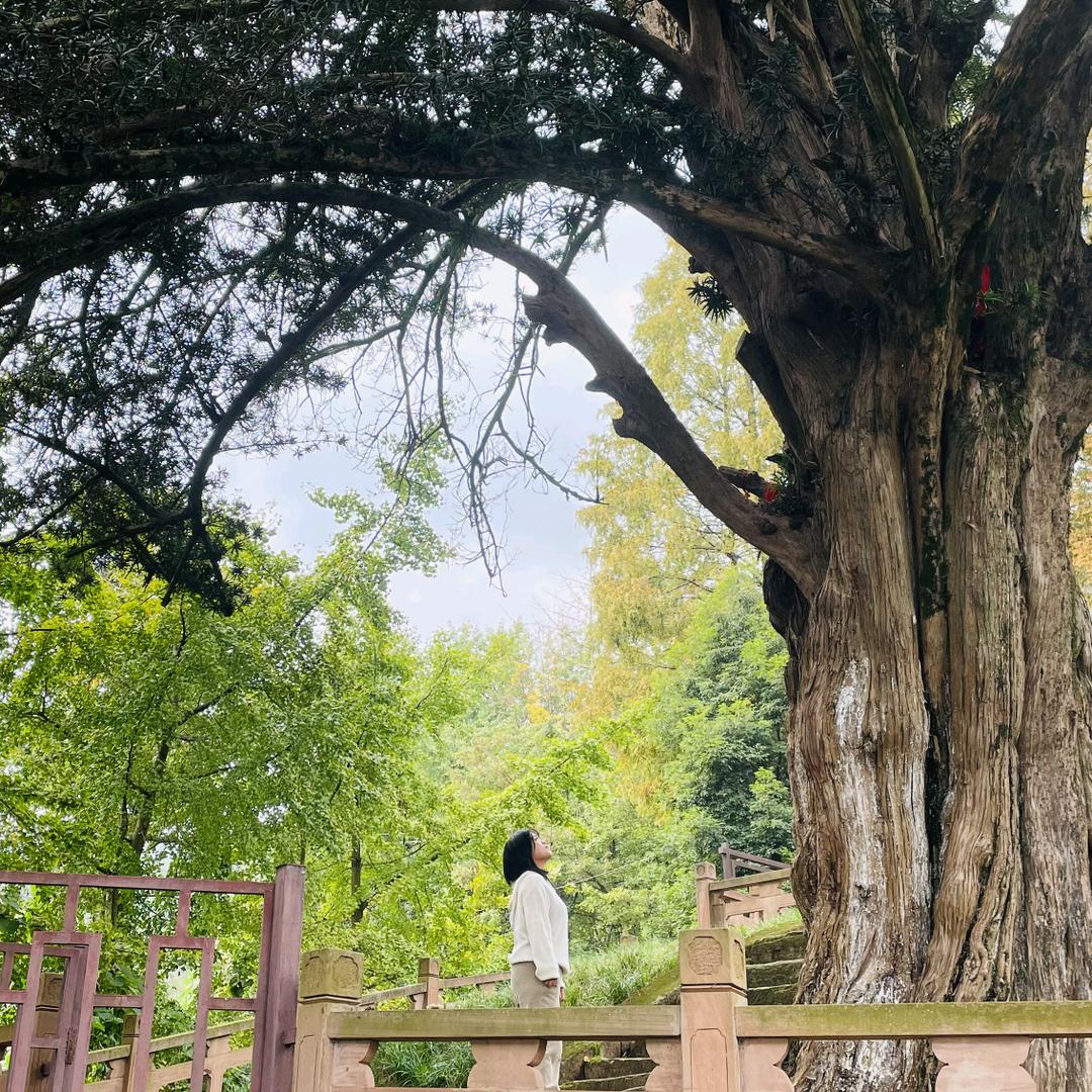 马儿在大鹏