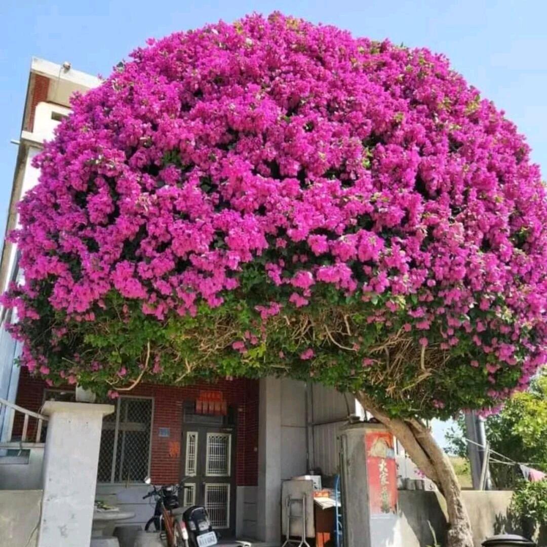 木子叔养花