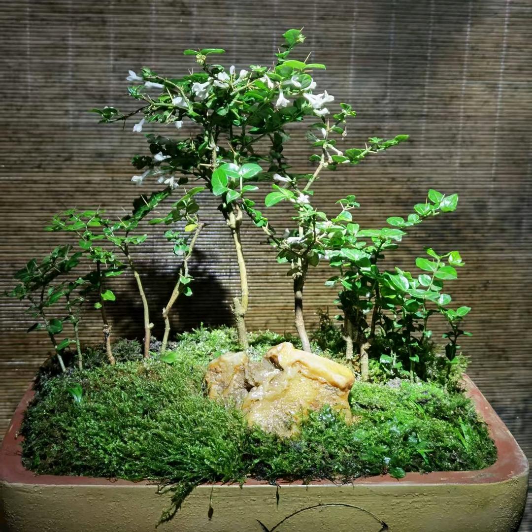 恒美绿植