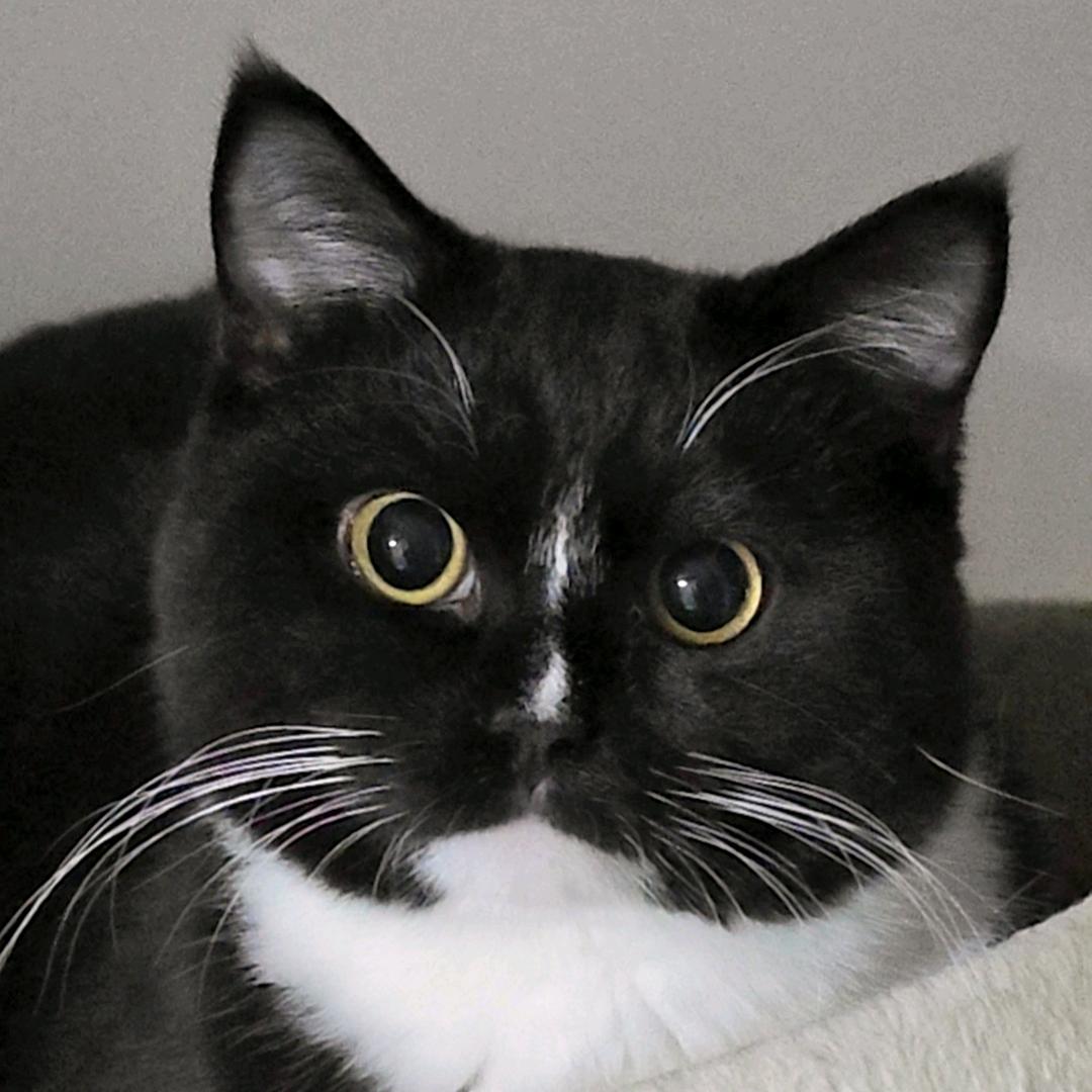 猫群里的小老大