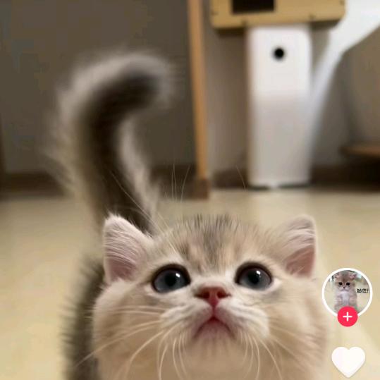 管理台阶的猪猪侠