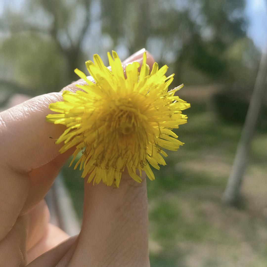 夏荷花