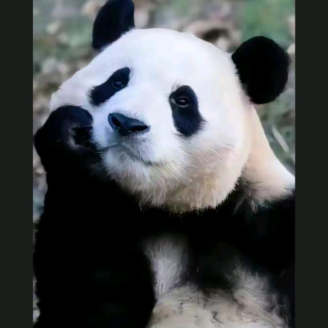 🐼🍂F啦💰