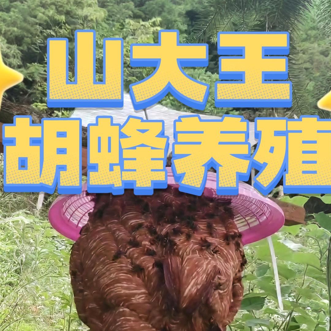 山大王胡蜂养殖