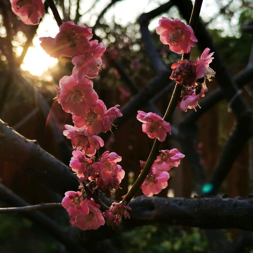 lamei🌸
