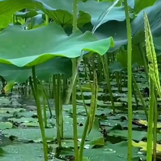 月色撩人
