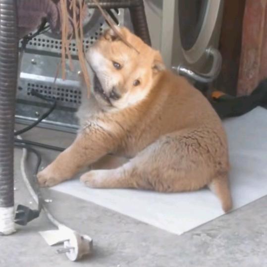 雪的田园犬