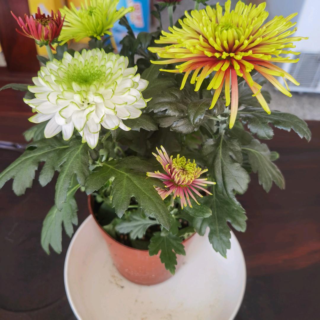 菊花🍒