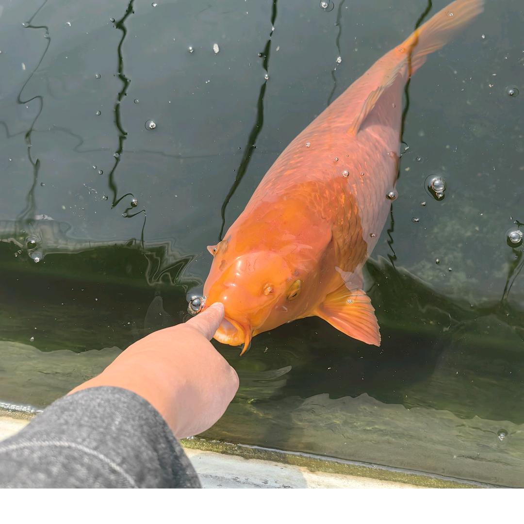 大熹