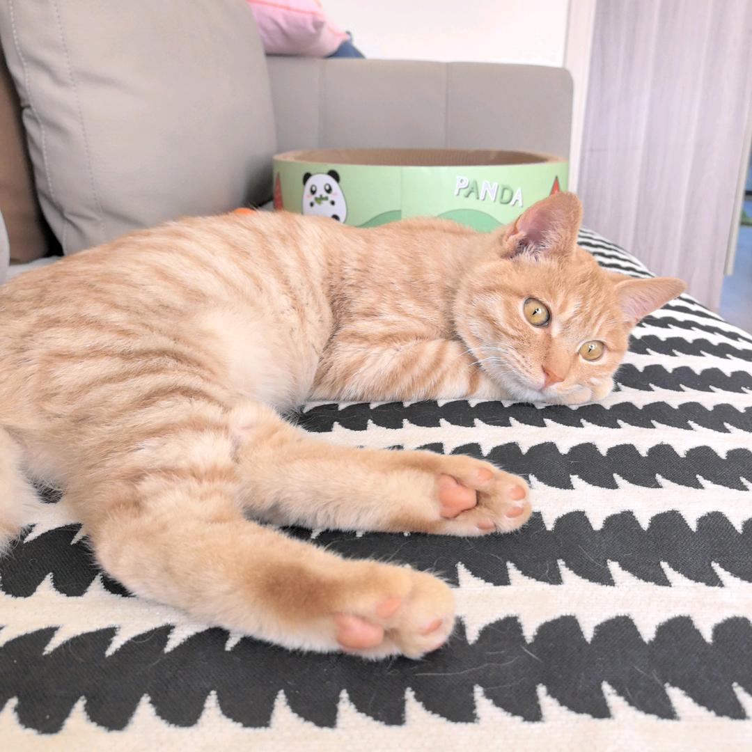鼎鼎是只猫