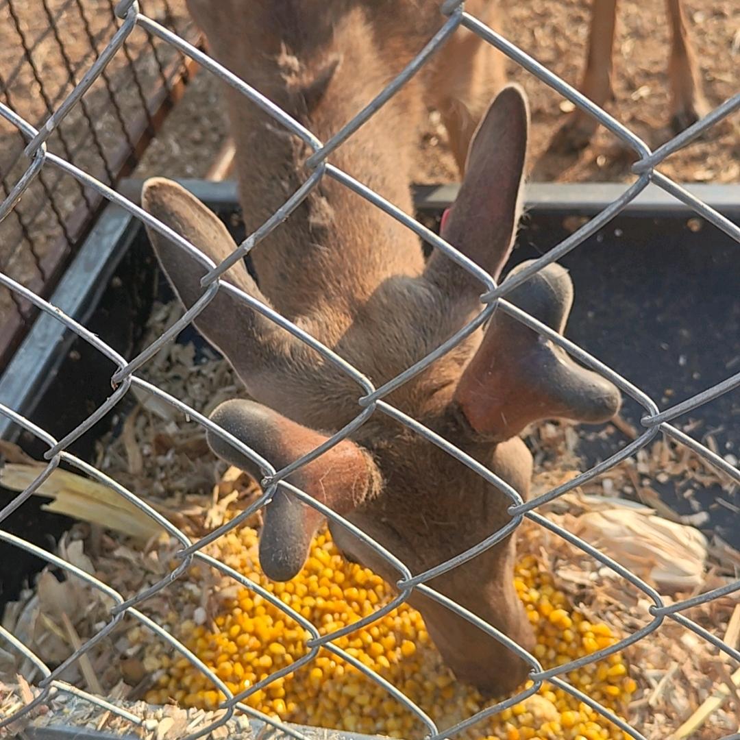 鹿之良品滋补专营店1号