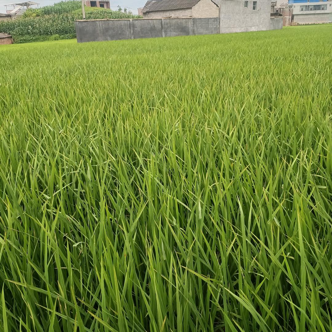 爱你再来