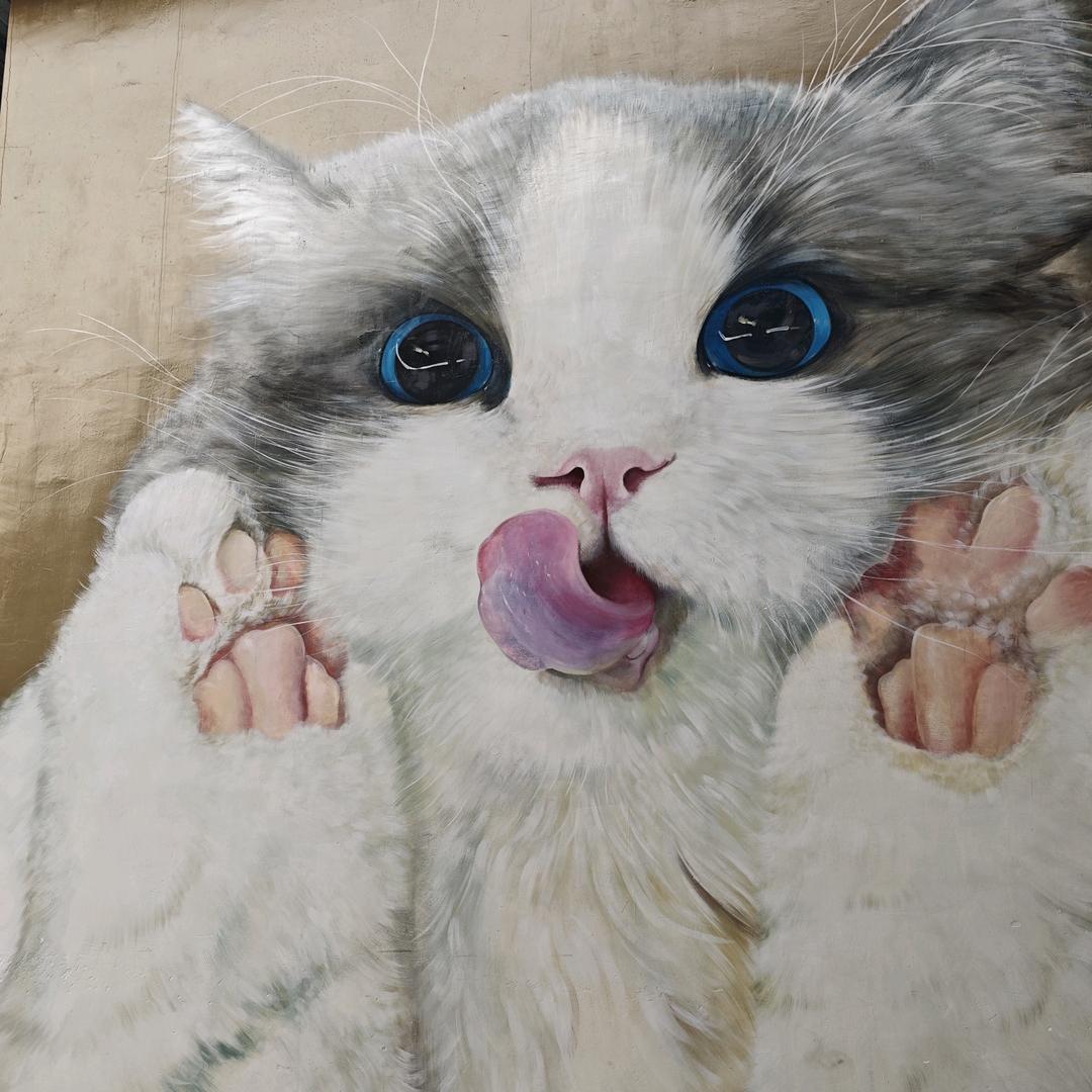 阳光下慵懒的猫