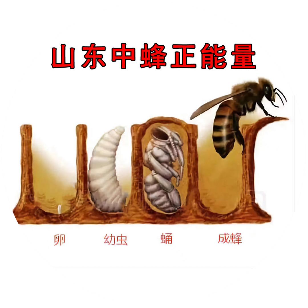 山东中蜂正能量