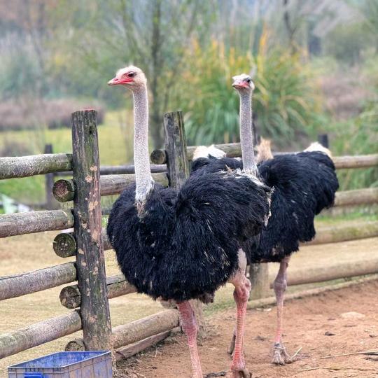 贵港鸵鸟之家
