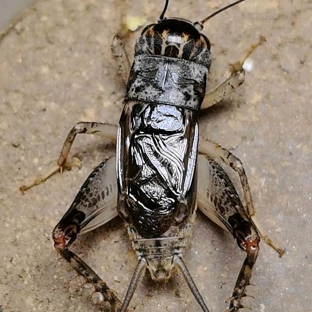 小孟秋虫蟋蟀会所