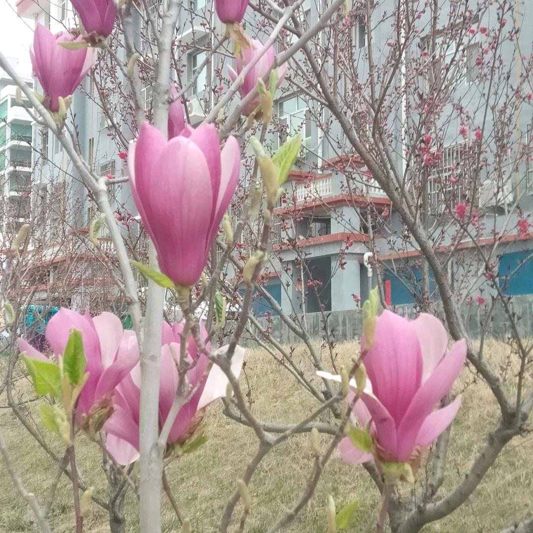 杨新运