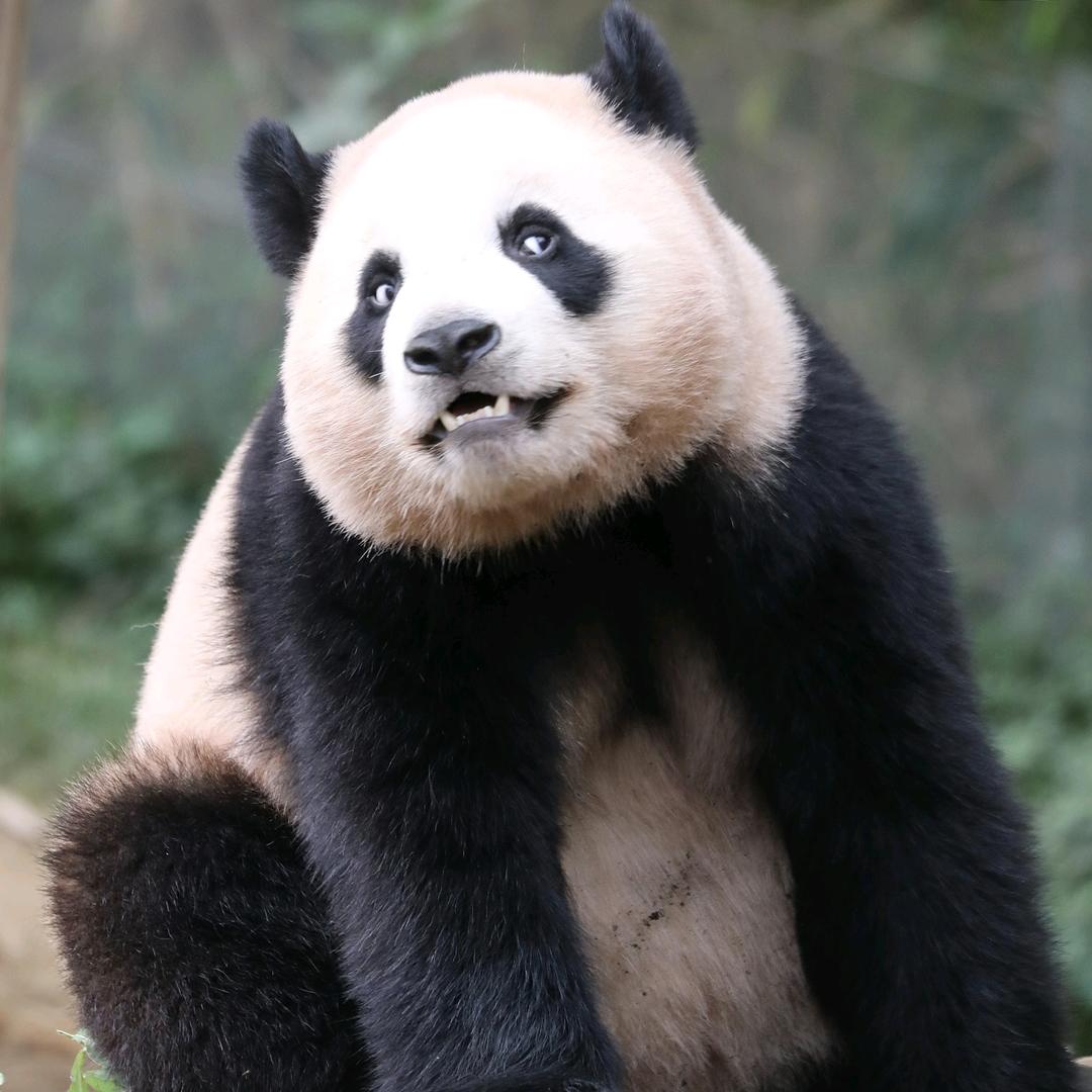 🐼爱宝乐园🐼