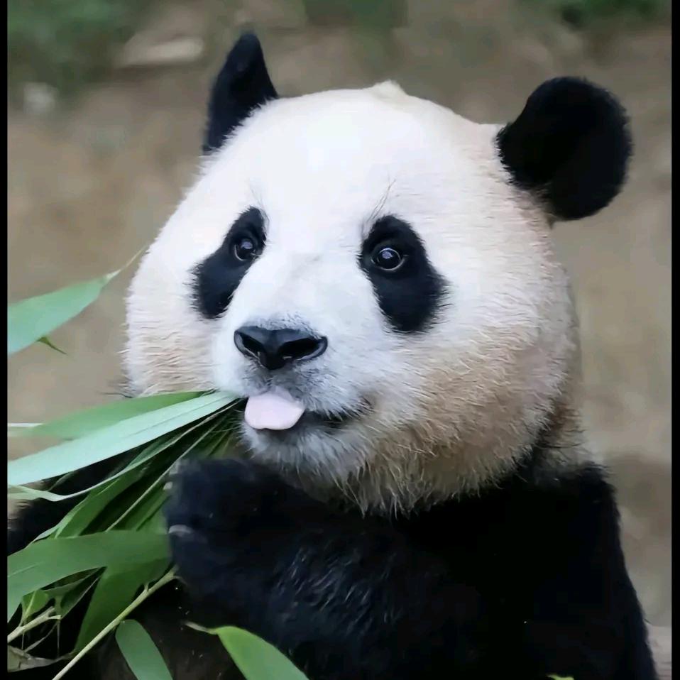 明浠两宝贝