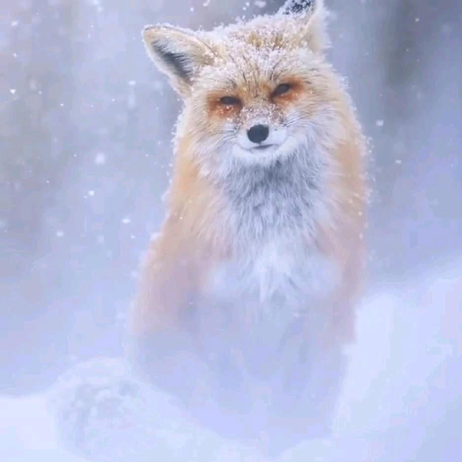 沐雪的小福狸