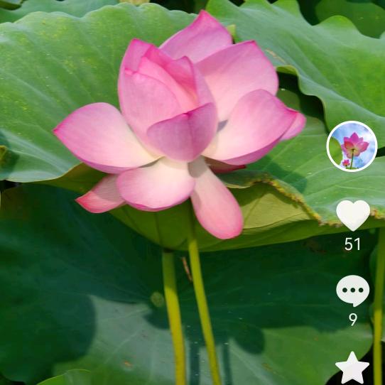 老，中，青，情感交流直播