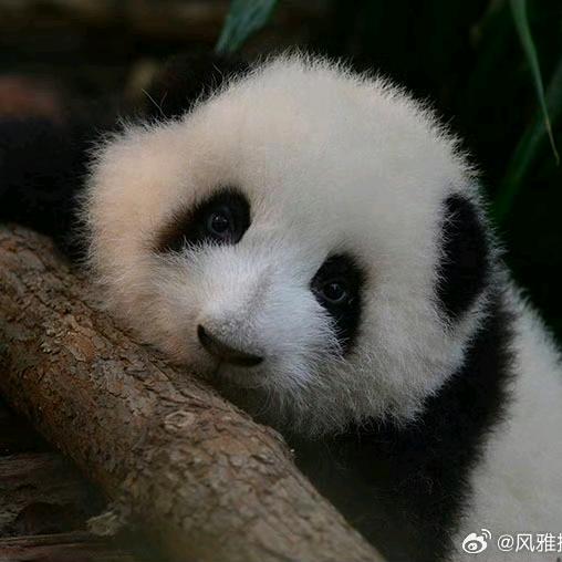 🐷晓晓的爱啊🐶