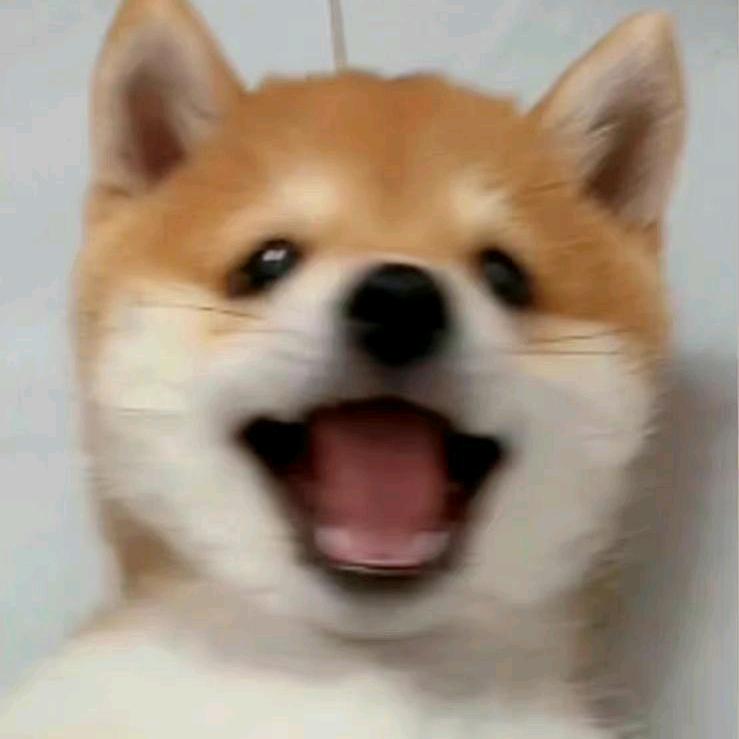 开心蛋蛋
