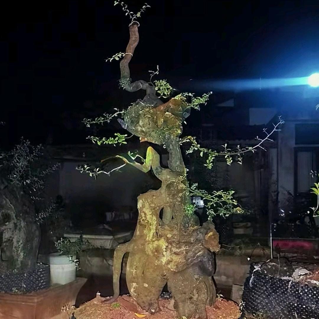 黄克洪