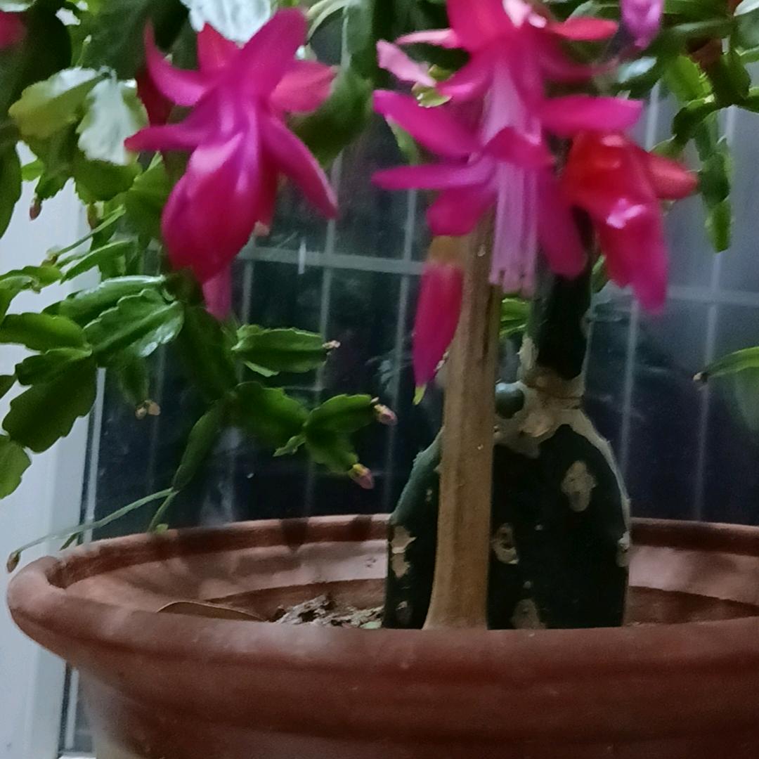 卖衣服的芳姐
