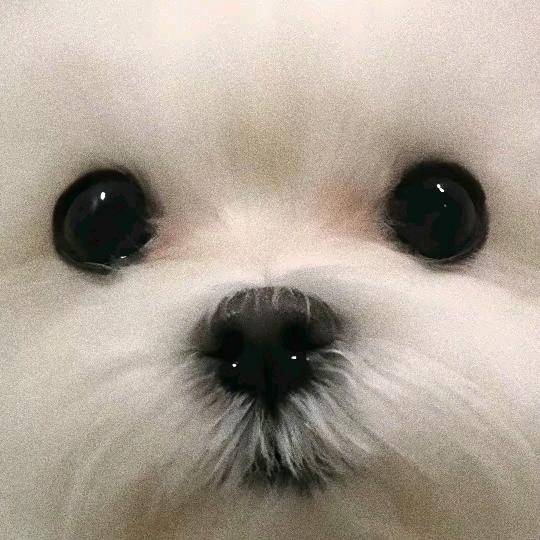 不减肥的小胖子