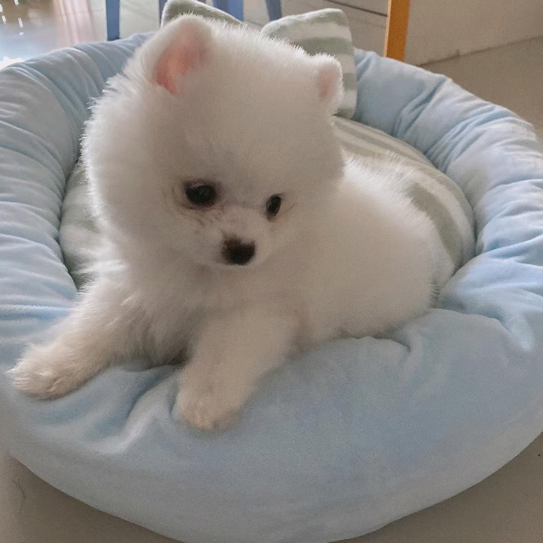 板栗