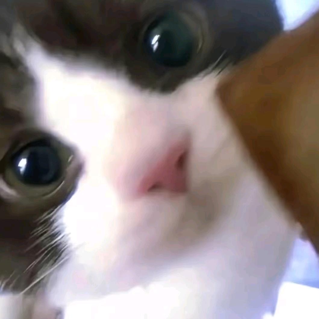 ⁺✞ʚ忧郁蟑螂ɞ✟₊