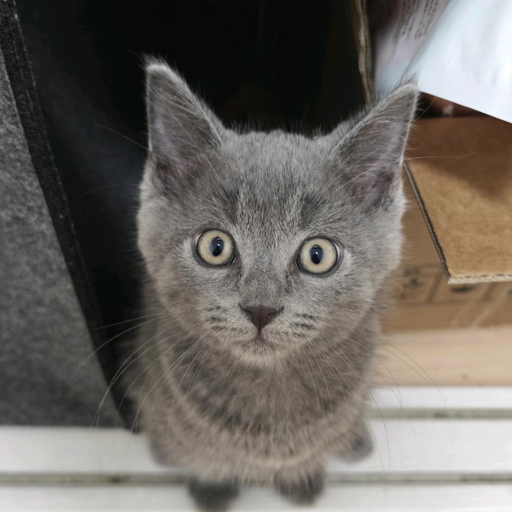 你是不是油猫饼