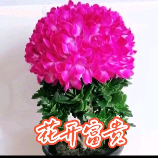 漂亮