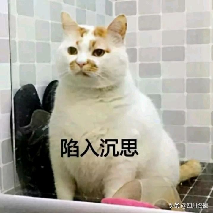 意只小猫