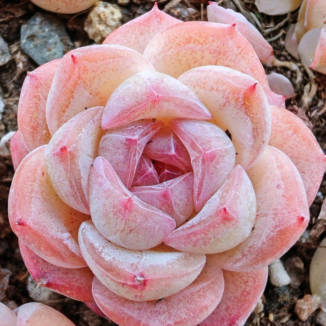 人生不如意（晓燕）