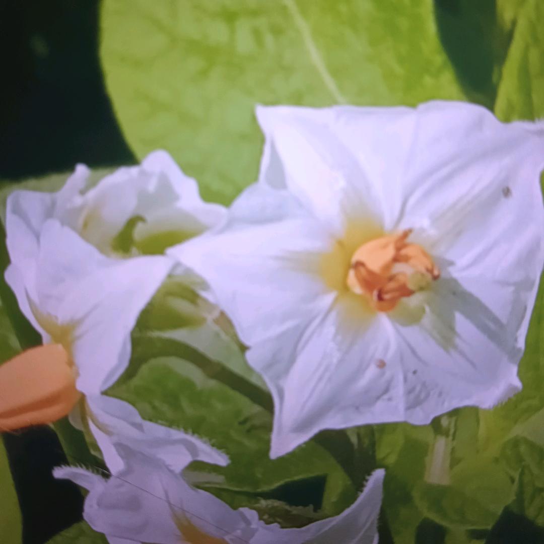 褔家褔，排队到你家！！！！