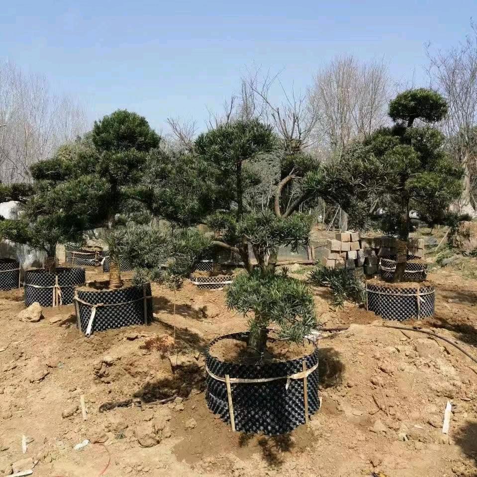 南阳东栽西移张成领