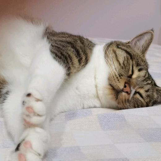 猫届霸王在睡觉