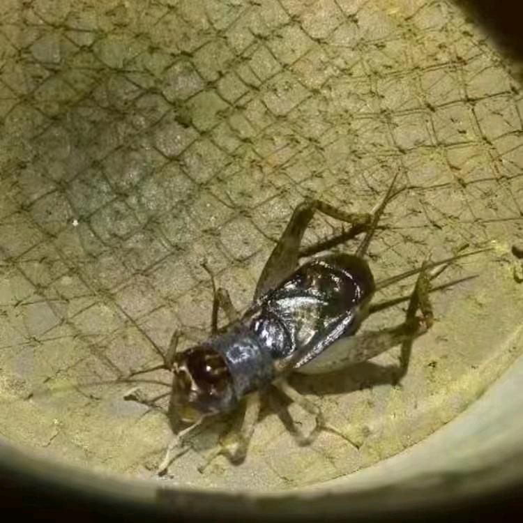 乐陵市委委蛐蛐宠物销售中心（个体工商户）