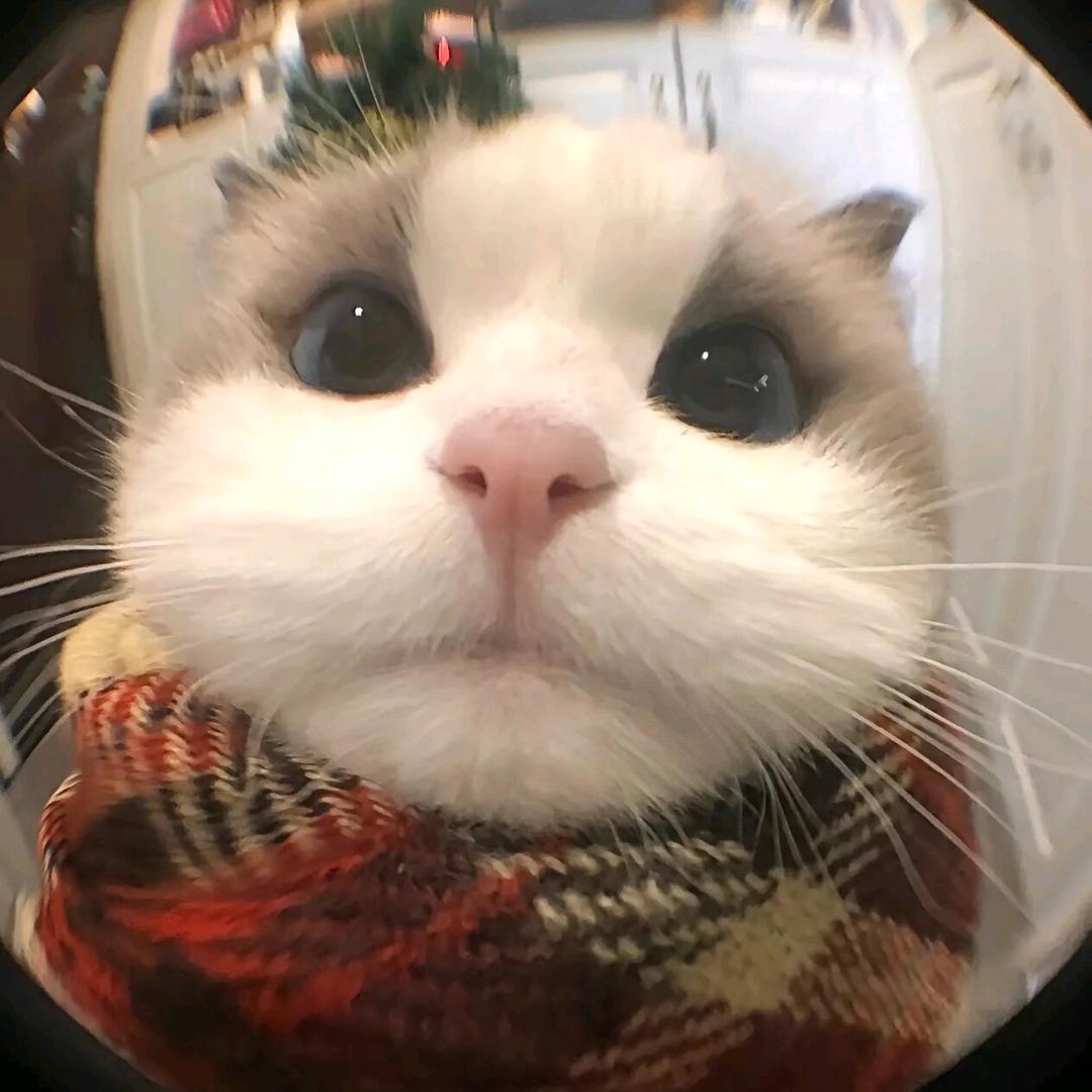 渣渣猫