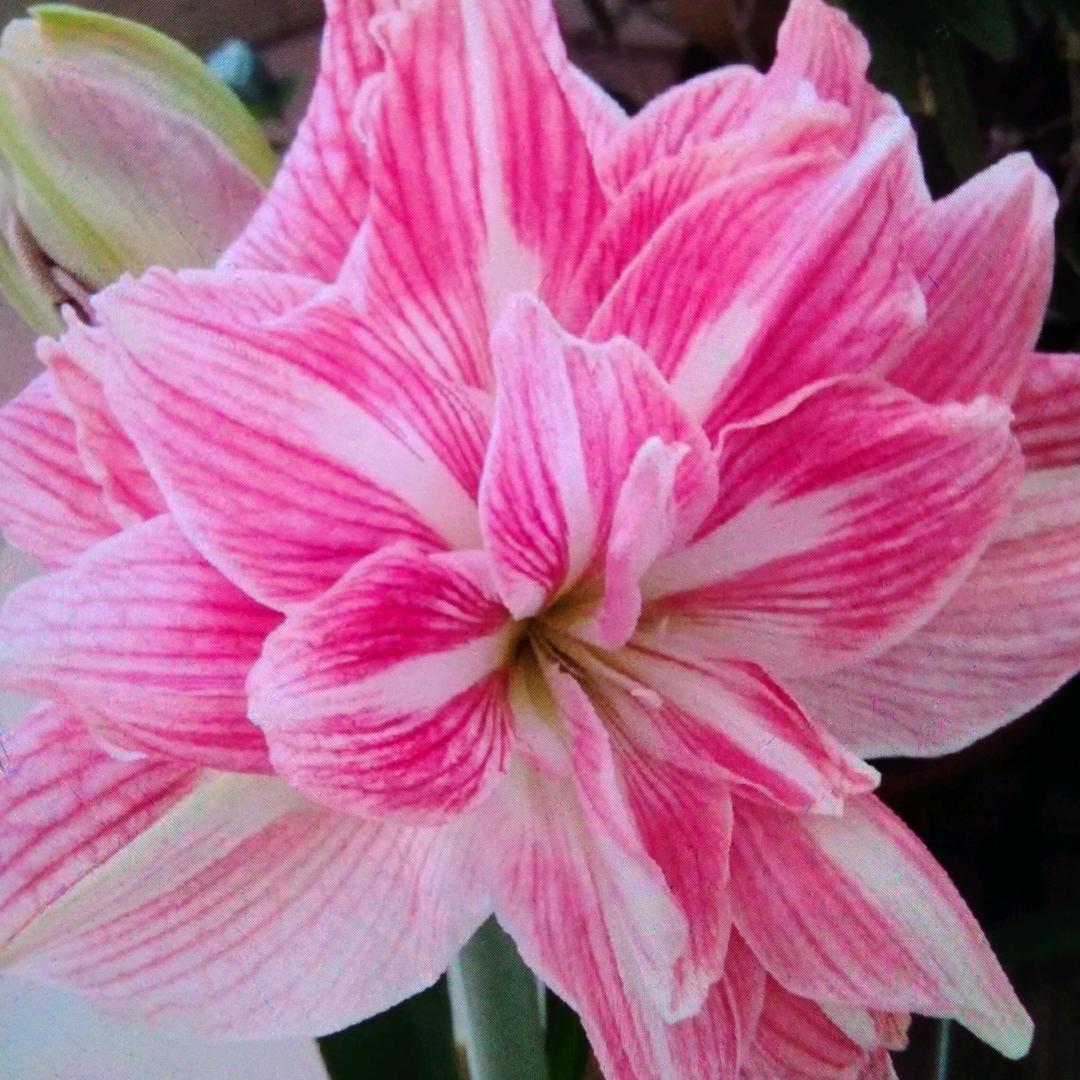 米花