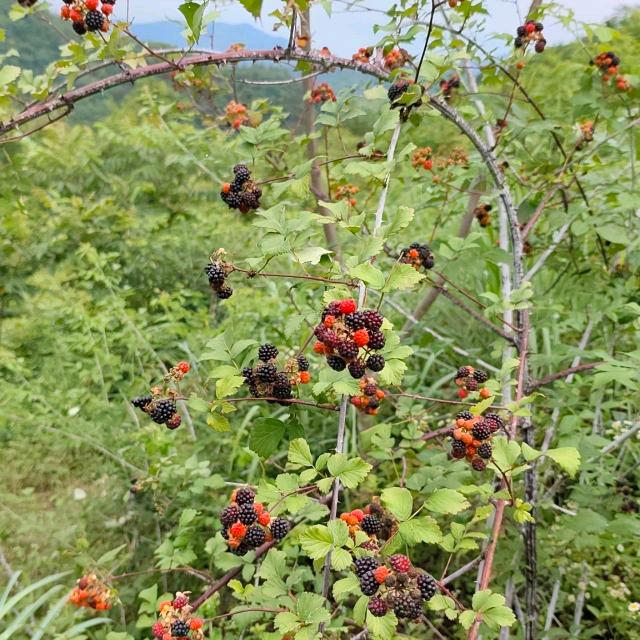 ♡亭下艾香伴余生♡