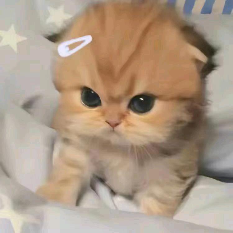 踏雾星野