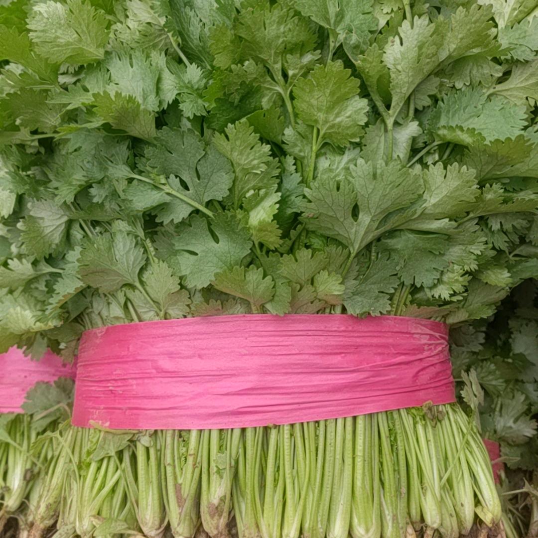 豫北蔬菜代办毛国林