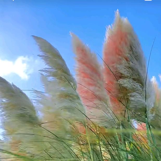 花卉、苗木