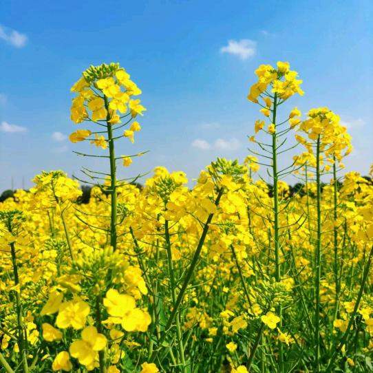 油菜花开