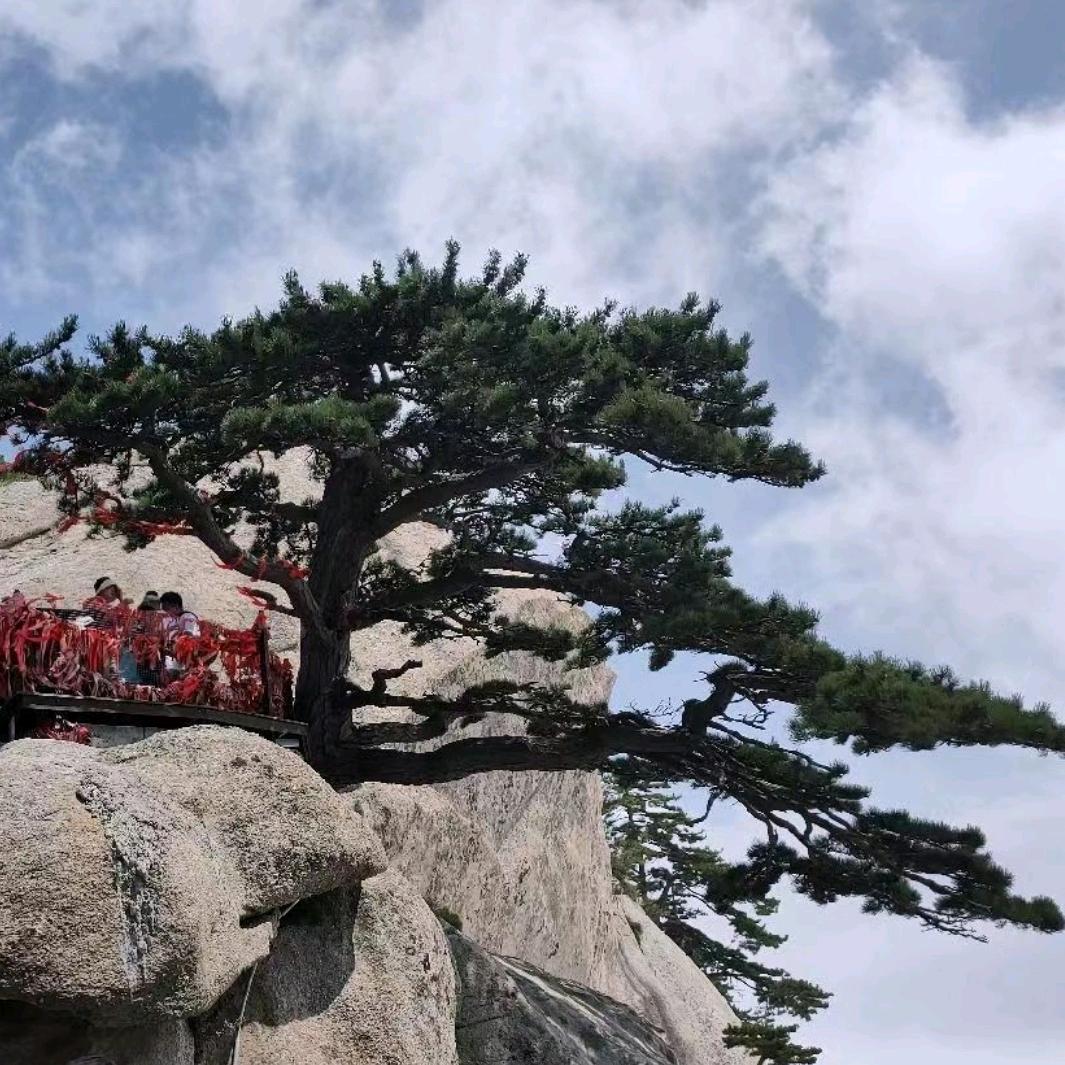 杨跃辉  三氧化二锑