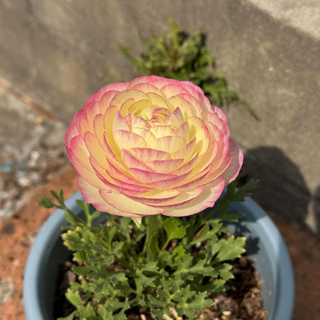 🌹辉哥爱养花💯